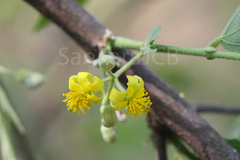 Grewia flavescens